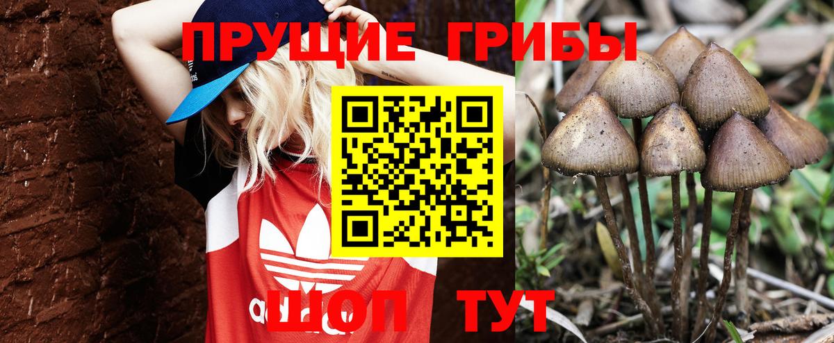 Галлюциногенные грибы ЛСД  где продают   Зерноград  Вход с VPN  Псилоцибиновые грибы Psilocybe 